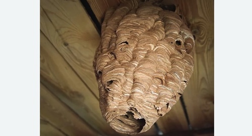 Обработка от шершней в Черепаново