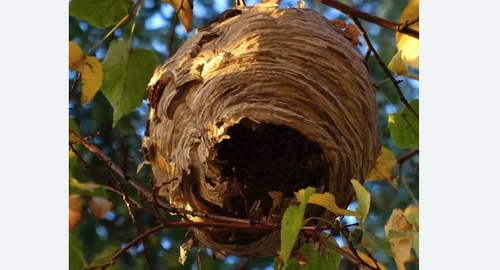Уничтожение шершней в Черепаново