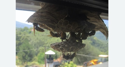 Уничтожение гнёзд шершней в Черепаново