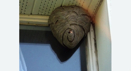 Уничтожение ос в Черепаново