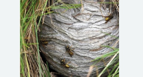 Уничтожение ос и ульев в Черепаново