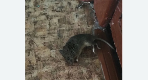 Дезинфекция от мышей в Черепаново