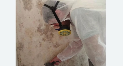 Обработка стен от плесени в Черепаново