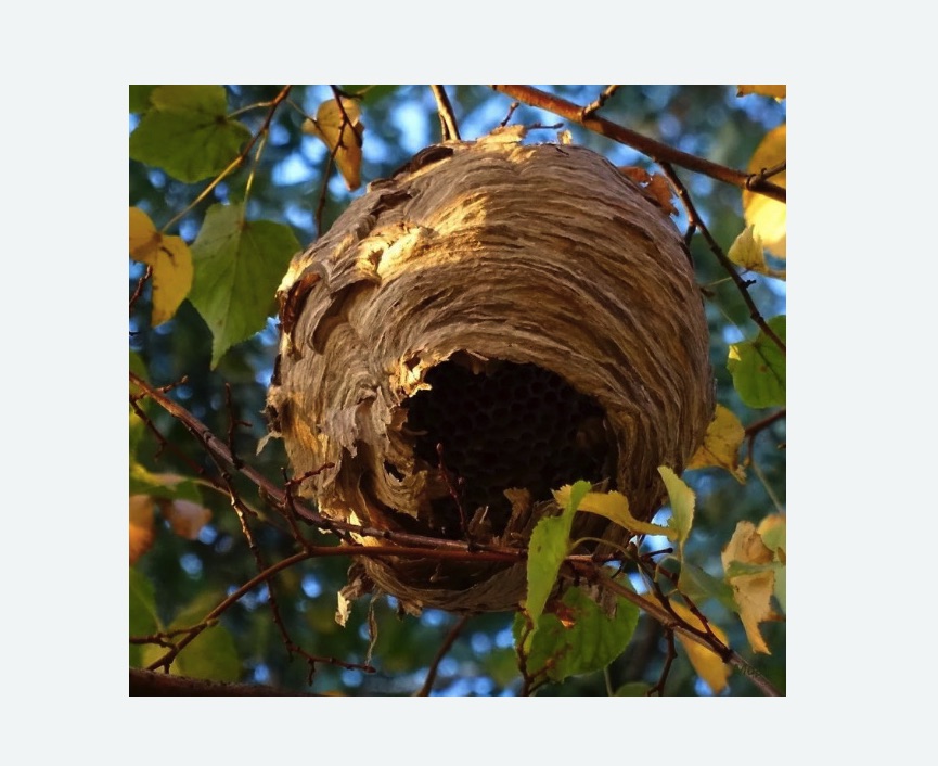 Обработка от шершней в Черепаново