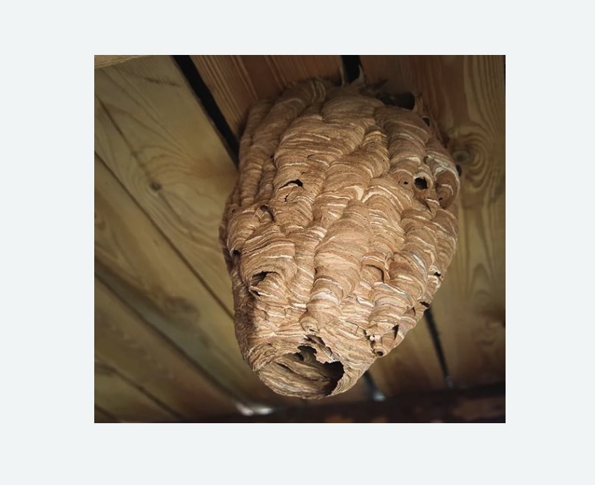 обработка от шершней в Черепаново