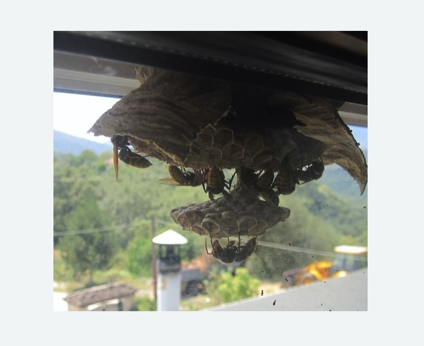 Уничтожение гнёзд шершней в Черепаново