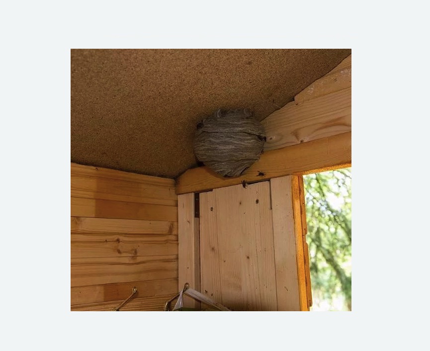 Обработка от ос в Черепаново Обработка от ос