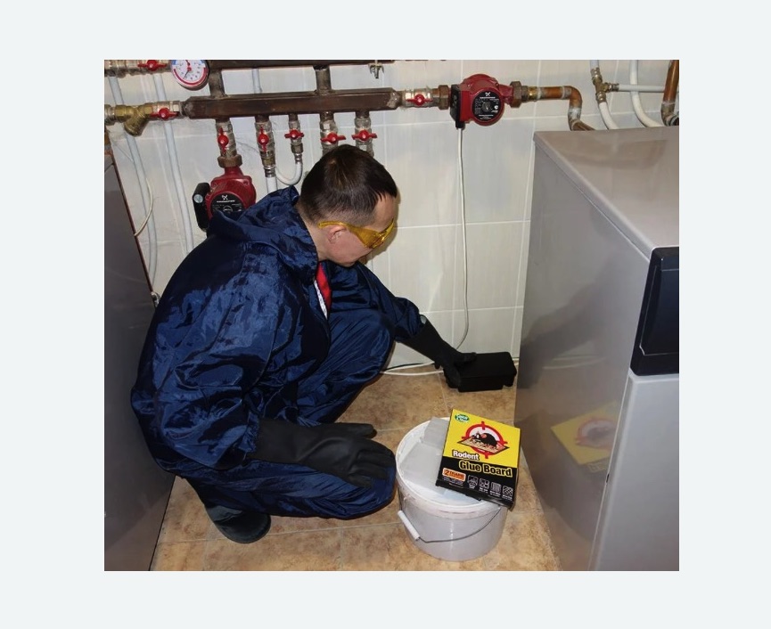 Уничтожение крыс в Черепаново