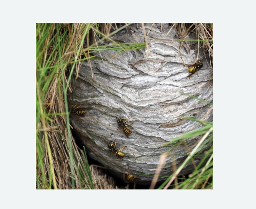 Уничтожение ос и ульев Уничтожение ос и ульев в Черепаново